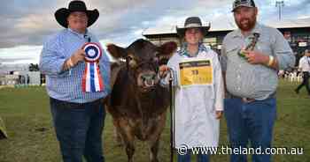 Thumper claims champion sash in junior led steer competition at Beef 2024