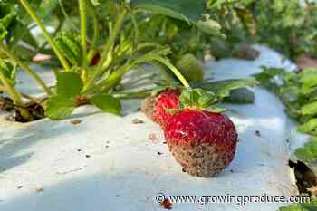 Promising Research of Biopesticide Integration in Small Fruit
