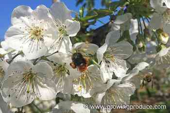 Wild Bees Setting Good Example for Pollination of Sweet Cherries