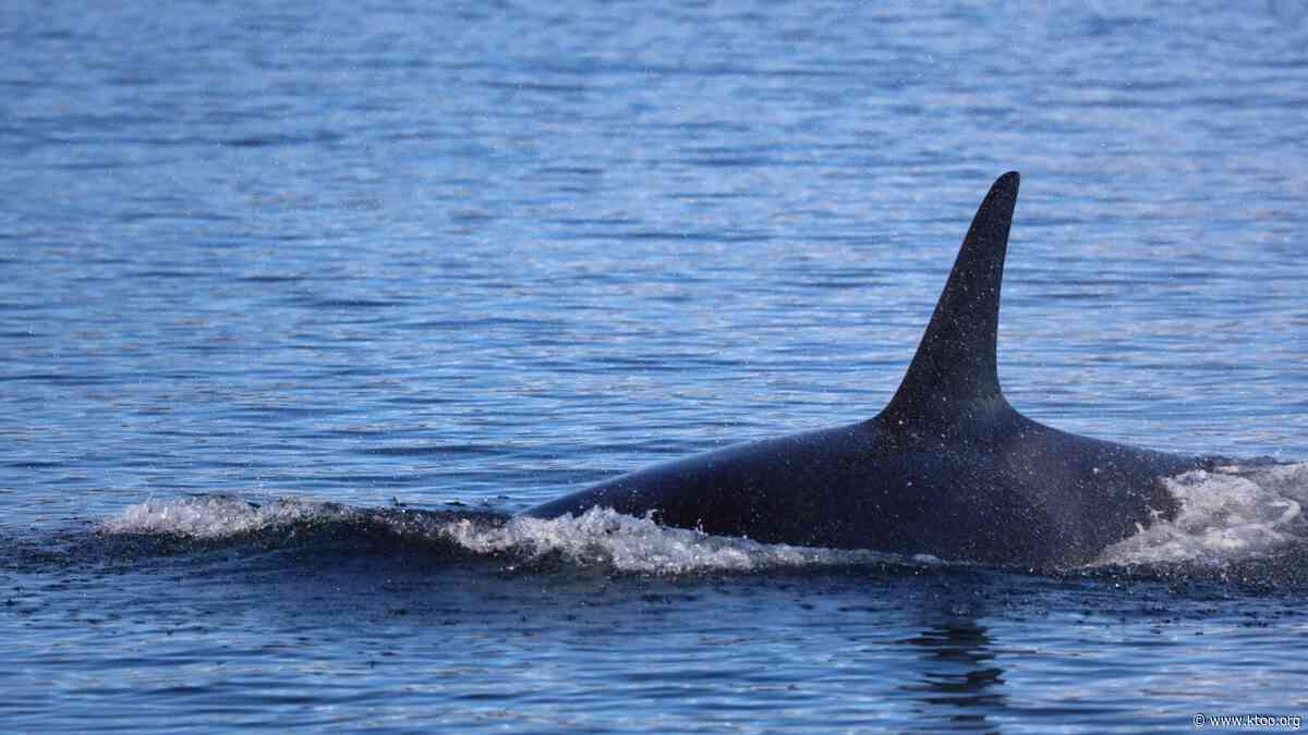 Close encounters with a curious killer whale remind Juneau residents of the city’s wild nature