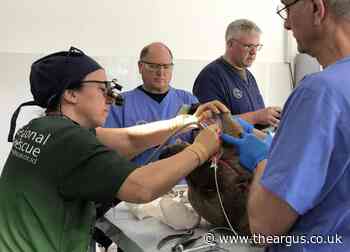 Sussex vet saves life of Armenian bear with dental surgery