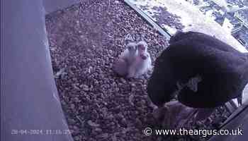 Peregrine falcon chicks hatch at Brighton apartment block
