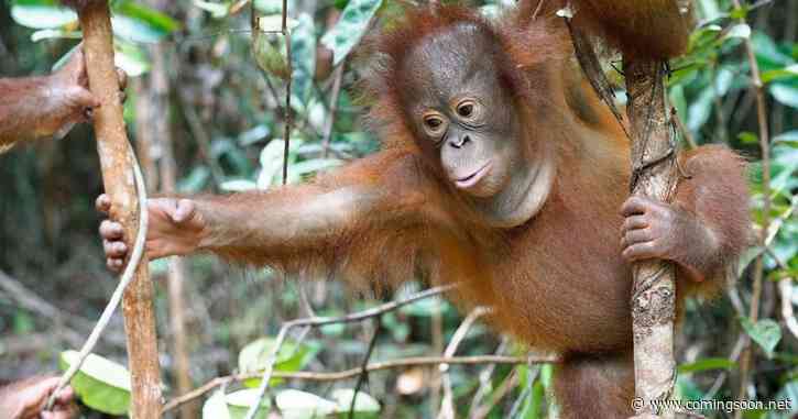 Orangutan Jungle School Season 1 Streaming: Watch & Stream Online via Paramount Plus
