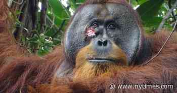 Un orangután se curó a sí mismo con plantas medicinales