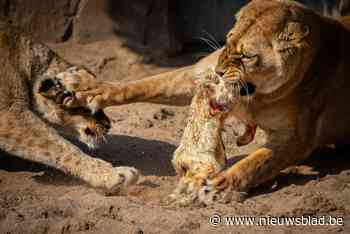 Antwerpse Zoo past eetpatroon van leeuwen aan: “Karkassen zijn goed voor hun darmflora”