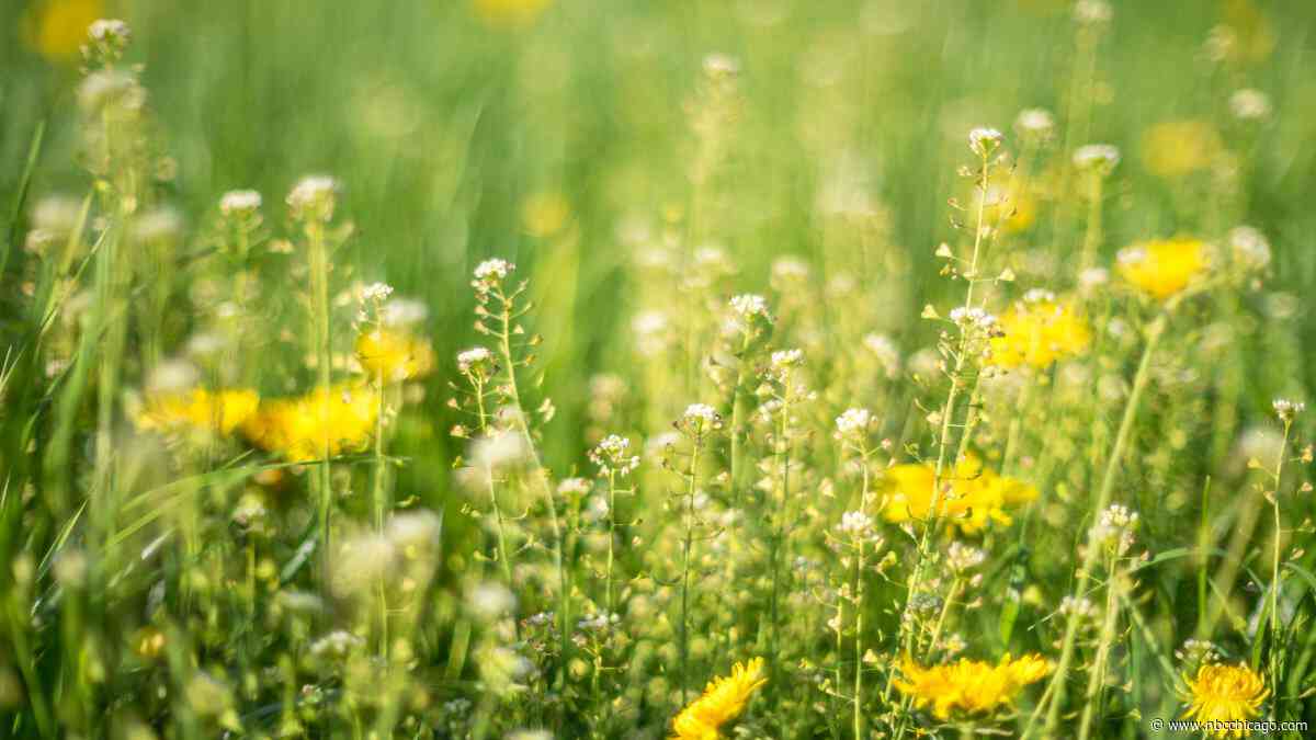 ‘High' pollen counts reported in northern Illinois – but only in certain spots