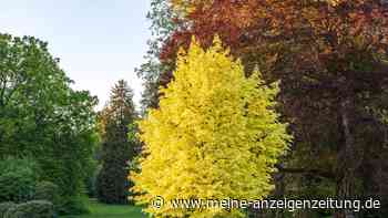 Ahorn: Ein Baum, der Farbe und Form in den Garten bringt