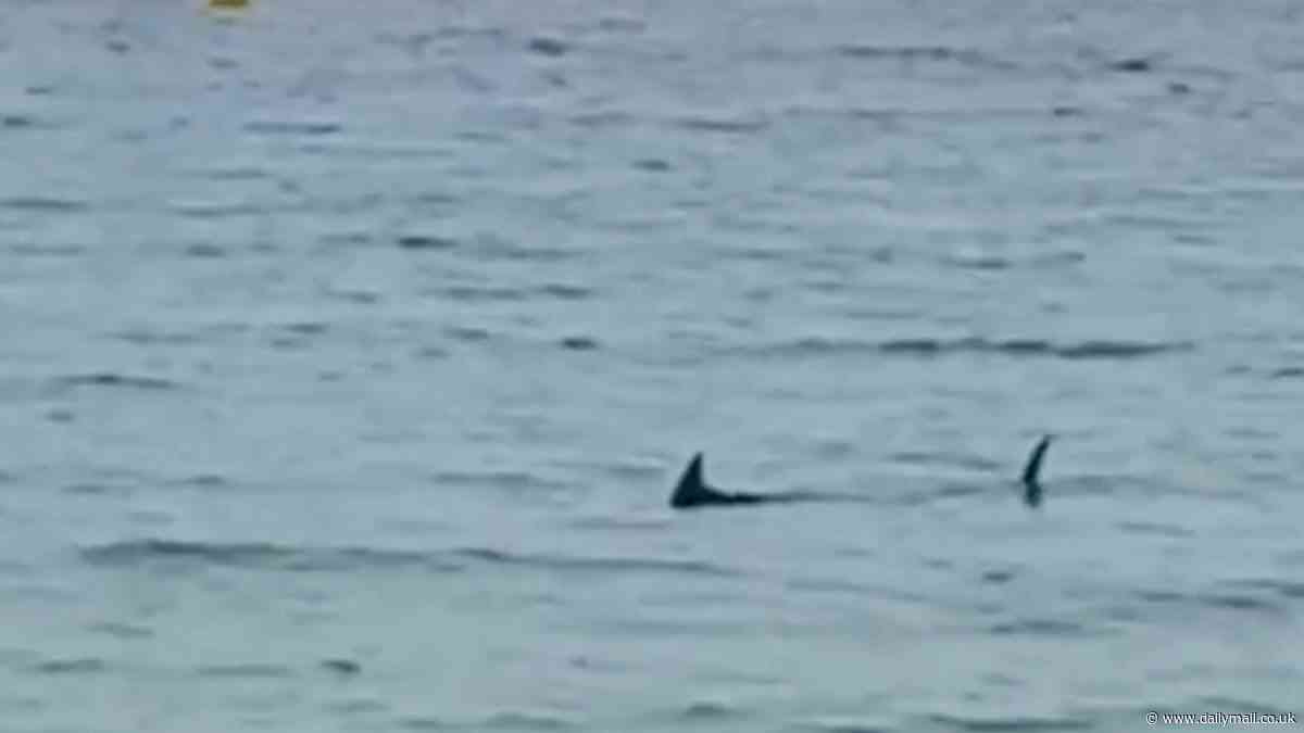 Shark spotted by Spanish beach sees tourists at the hotspot banned from going into the sea in latest sighting of the predators