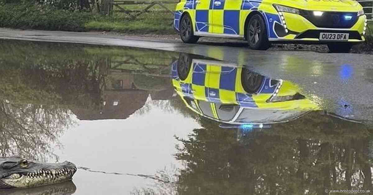 Police sent to report of crocodile in village floodwater