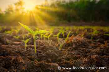 Study predicts crop yields by detecting plant fluorescence