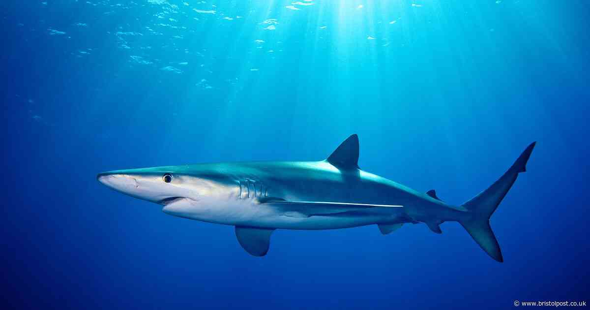 Tourists ordered out of sea in Spain after shark spotted