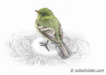 Quantum Magnetoreception: The Evolutionary Secrets of Bird Navigation