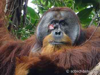 Orangutan Heals Own Wound With Medicinal Plant: First Ever Evidence of Self-Treatment