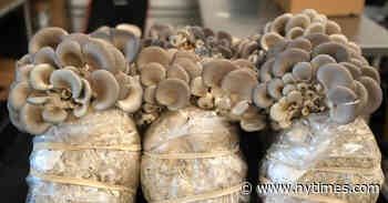 Growing Mushrooms From Food Waste