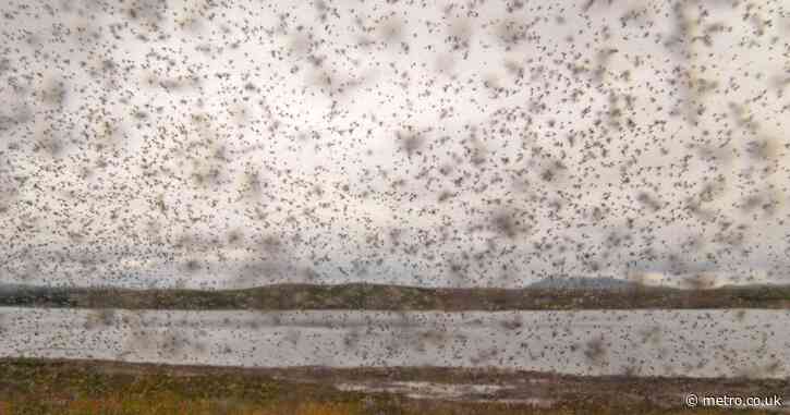 Warning over new strain of horrible disease that midges are bringing over from Europe