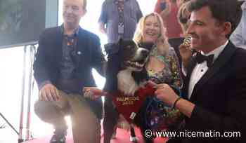Messi, le chien star d'"Anatomie d'une chute" revient à Cannes durant le Festival et vous pourrez peut-être le croiser