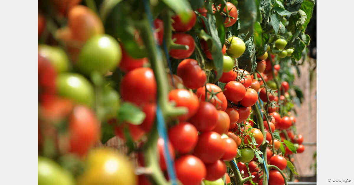 Minder werk in Spaanse tomatensector door import en ToBRFV