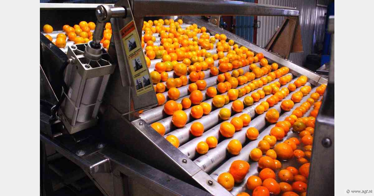 Zuid-Afrikaanse citruspakstations worden de grootste markt voor Sanifruit