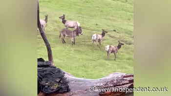 Herd of wild elk adopt donkey in California