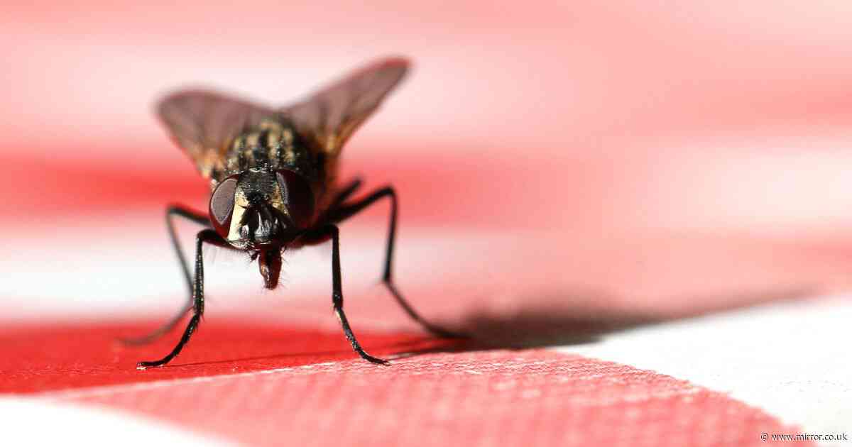 Expert shares natural hack to 'instantly deter' nuisance flies from your home