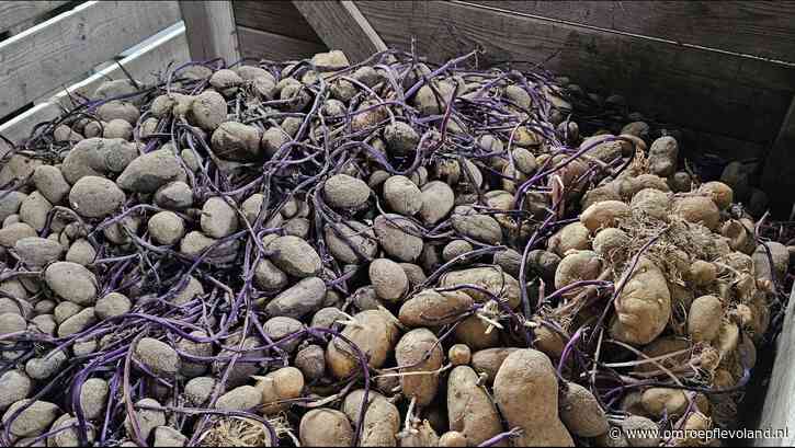 Nagele - Aardappelen die zelfs te slecht zijn voor veevoer naar Oekraïne voor soep