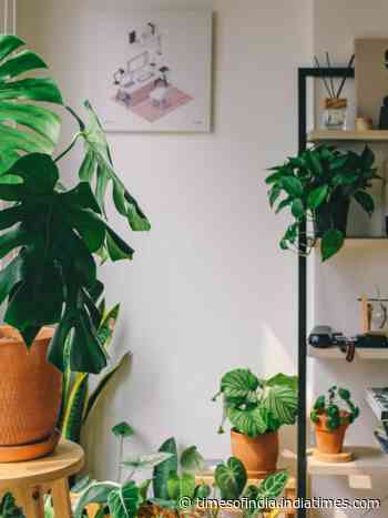 10 best indoor plants for summer