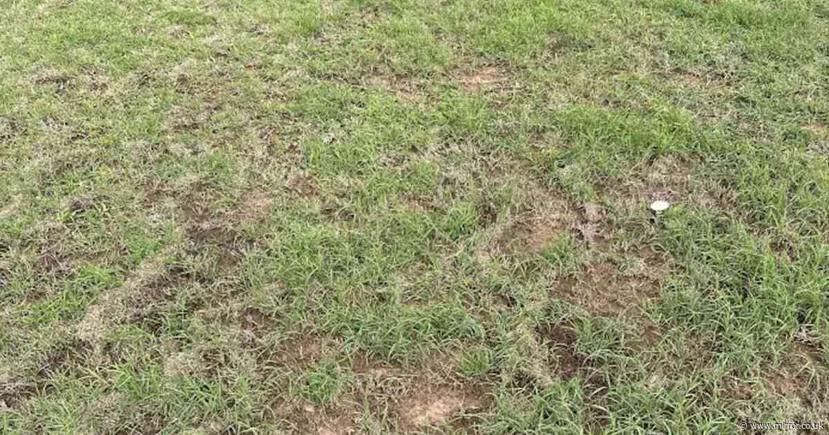 Only people with best survival skills can spot deadly snake hidden in grass