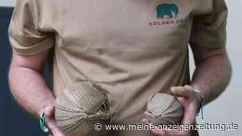 Kleines Kugelgürteltier in Kölner Zoo geboren