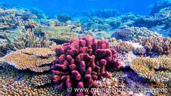 Great Barrier Reef in Gefahr: „Die Menschheit wird in einem Ausmaß bedroht, das wir nicht wirklich verstehen“