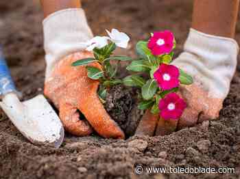 Volunteers needed to plant flowers in Bowling Green