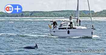 Delfin „Delle“ wieder in Travemünde aufgetaucht - Großer Tümmler springt wieder