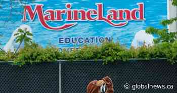 Scaled down Marineland to open in June without rides, animal exhibits