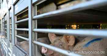 Osnabrück: Schweinetransporter kippt auf A1 um – 60 Tiere sterben