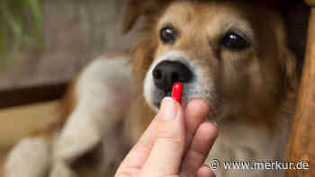 Schmerzen beim Hund: Warum Sie niemals Aspirin, Paracetamol oder Ibuprofen geben sollten