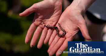 UK public invited to dance for worms to help assess soil health
