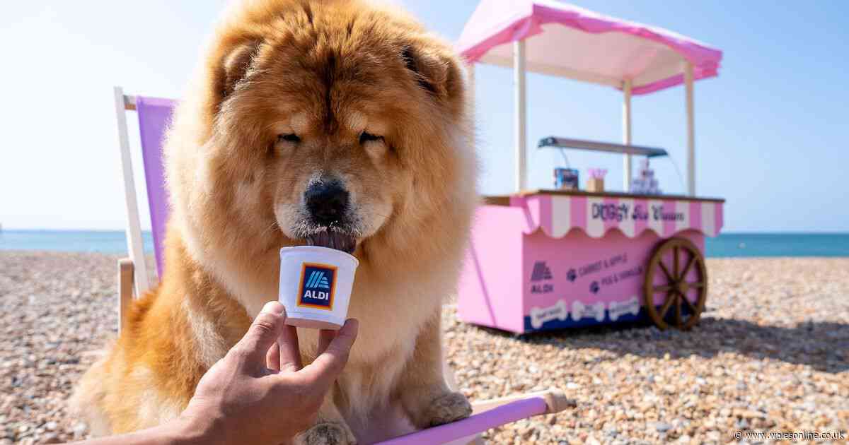 Aldi brings back sell-out doggy ice cream for the summer