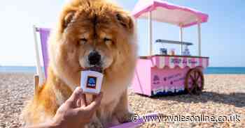 Aldi brings back sell-out doggy ice cream for the summer