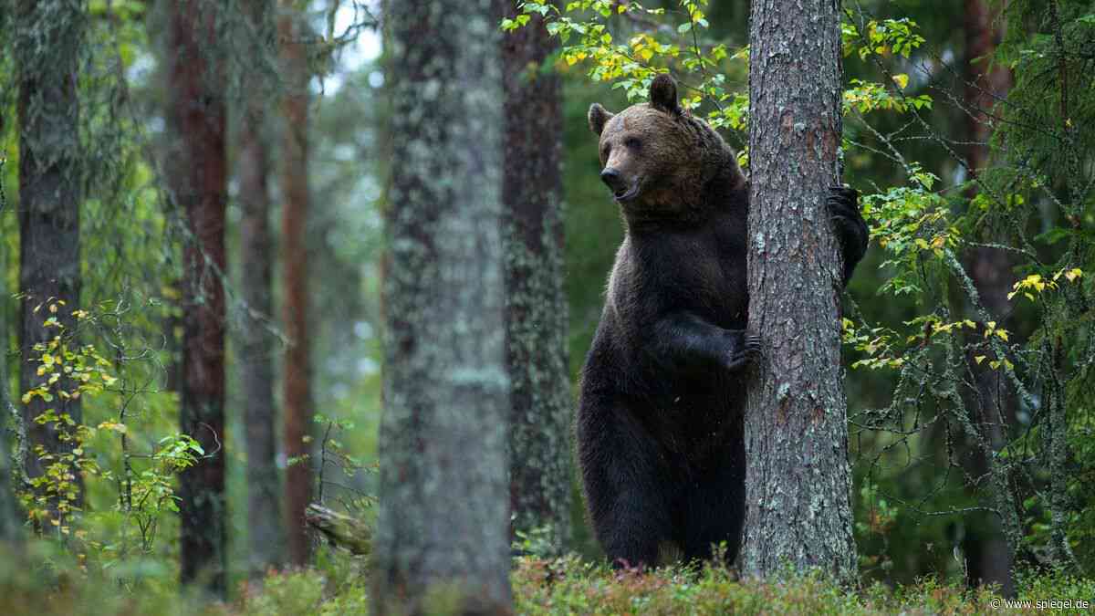 TikTok – Bär oder Mann: Auf wen allein im Wald lieber treffen?