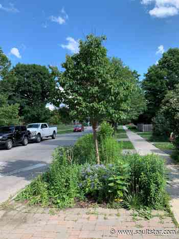 Boulevard gardens get Sault city council green light