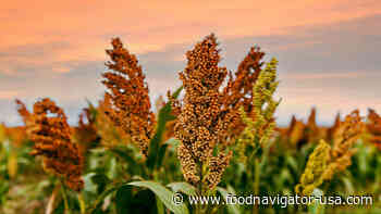 Sorghum’s inclusion in WIC program reflects ‘changing cultural makeup’ in U.S.