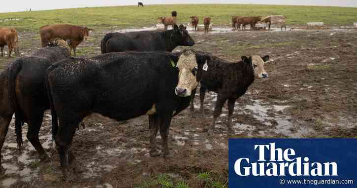 Methane emissions: Australian cattle industry suggests shift from net zero target to ‘climate neutral’ approach