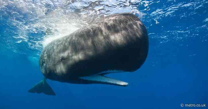 Sperm whale chatter is so complex they have their own alphabet