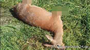 Schockierender Tierschutzskandal in Bayern: Drei Rehe wohl bei Mahd brutal verstümmelt