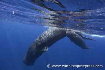 Scientists are learning the basic building blocks of sperm whale language after years of effort