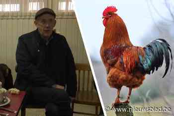Hanenkweker Sylvain (66) veroordeeld tot 8.000 euro boete voor hanengevecht: “Geen respect voor het leven van een dier”
