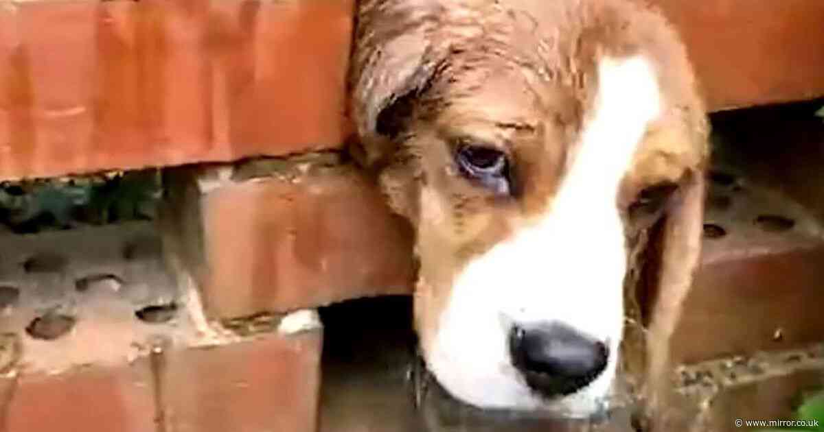 Firefighters rescue hapless Beagle puppy after it gets head trapped in brick wall