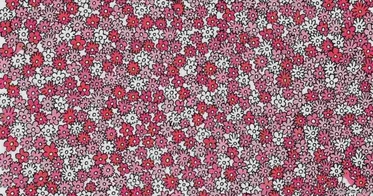 Only those with 'sharpest eyes' can spot five hidden stars among beautiful flowers