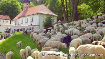 Schafe, Lämmer und Ziegen ziehen beim Lammauftrieb durch Mörnsheim
