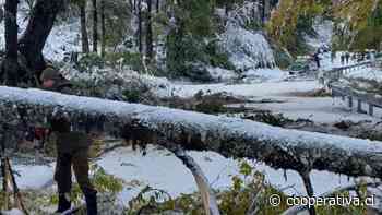 Nevazón en Panguipulli deja varios árboles caídos
