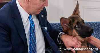 Gouverneur wil de bijtgrage hond van president Biden doden, Witte Huis reageert: ‘Verontrustend’